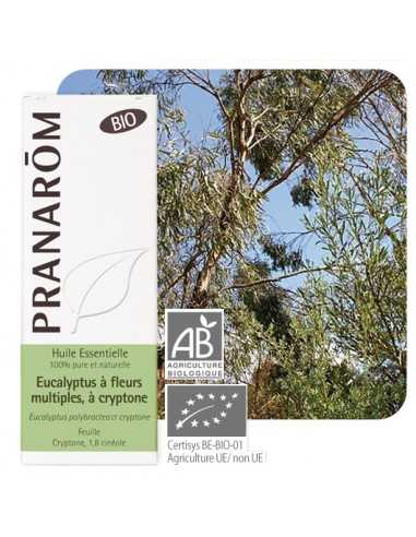 PRANAROM Huile essentielle d'Eucalyptus à cryptone BIO