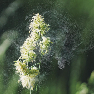 Allergies saisonnières aux pollens : causes et traitements